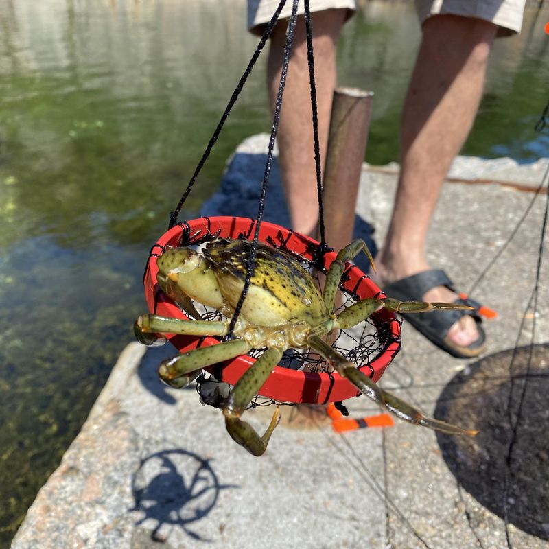 Krabbenvanger voor kinderen