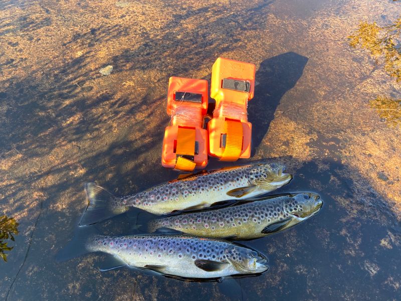 Autosett Small 3 kpl – automaattinen kalastus