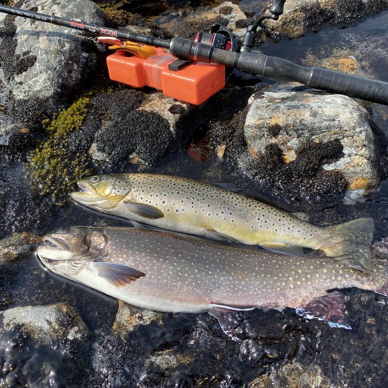 3 stk. Autosett Small – selvfiskende system